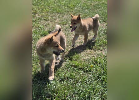 Shiba inu Welpen.   vom Haus Joe   ,Liebhaberzucht