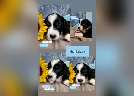 Australian Shepherd Wurfankündigung