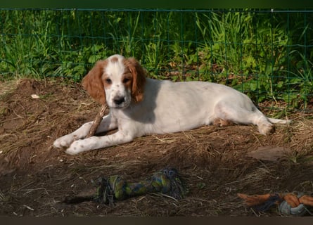 Arwen – Irish Red and White Setter Hündin sucht ihr Herzenszuhause