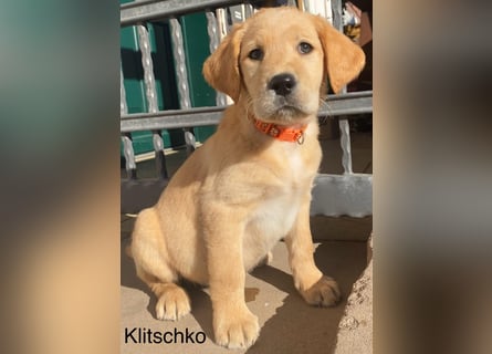 Labradoodle F1 apricot