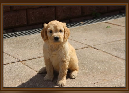 GOLDENDOODLE Traum ! Bezaubernde Welpen aus langjähriger+überprüfter Familienaufzucht.