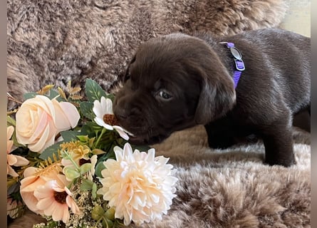 Zuckersüße Schoko Labradorwelpen