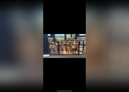 Golden Retriever dark reinrassig