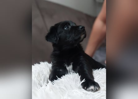 Wunderschöne Labrador-Mix Welpen
