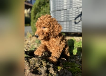 GoldenDoodle Welpen 