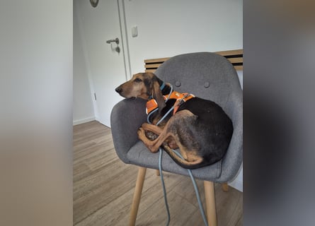 Rocco  - dringend - ein Überlebenskünstler sucht ein neues Zuhause
