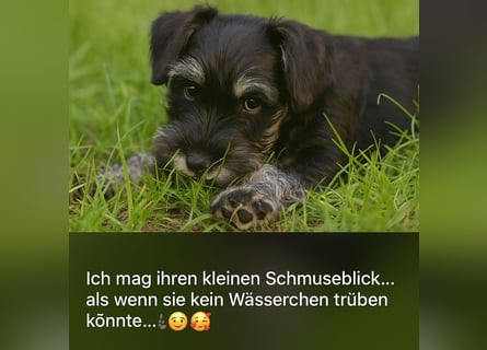 Molly - bezauberndes Zwergschnauzer- Mädchen sucht ab sofort ihr Für-Immer-Zuhause