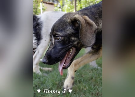 Adam, Ajax und Timmy suchen ein Zuhause