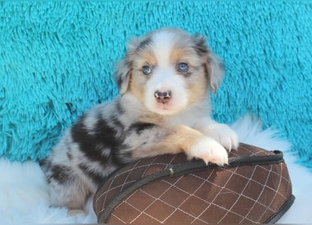 Super schöne Miniature Australian Shepherd Schmusebärchen aus liebevoller Hausaufzucht .