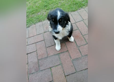 8 Australian Sheperd Welpen