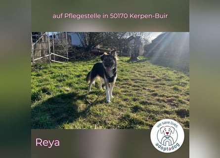 Reya: Wunderschön und voller Energie (auf Pflegestelle in 50170 Kerpen-Buir)