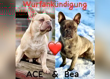 Sportliche Gesunde Französische Bulldoggen aus seriöser Familienzucht!