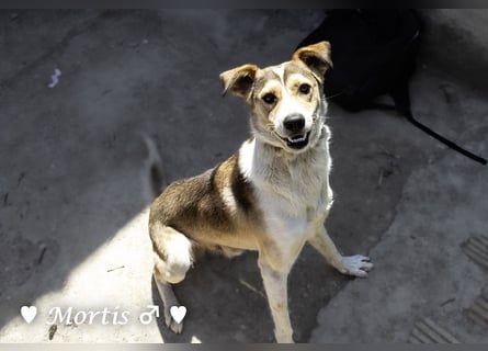 Familienhund Mortis sucht ein Zuhause