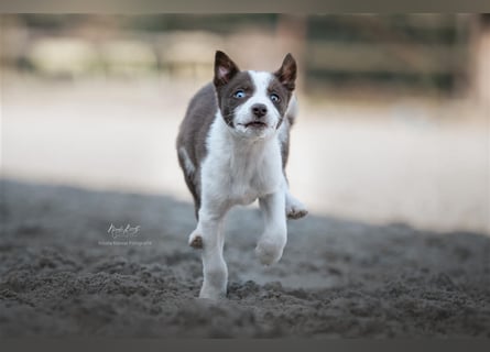 Border Collies