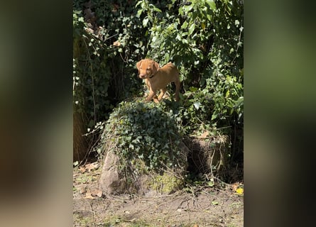 Wunderschöner reinrassiger Vizsla Welpe