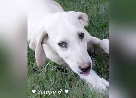 Scippy  und Kea suchen ab sofort ein Zuhause