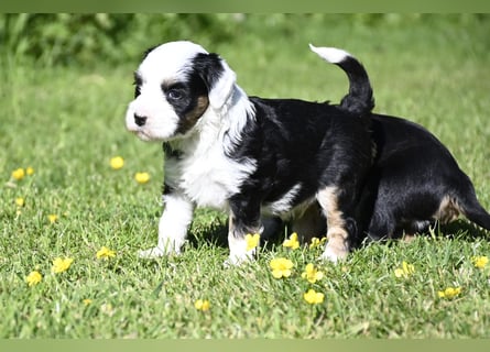 traumhaft hübscher Tibet Terrier Welpen aus erfahrender Zucht  sind geboren dürfen im Juni ausziehen
