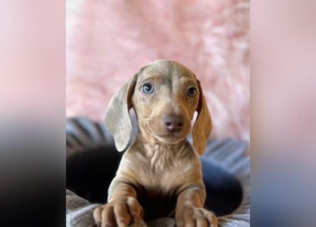 Zwergdackel,Dackel in Sonderfarben,amerikanische Zwergdackel Welpen suchen tolle Familien
