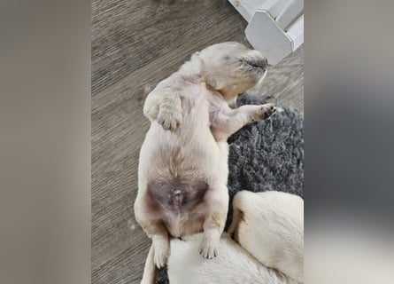 Golden Retriever, rüde aus verantwortungsvoller Zucht