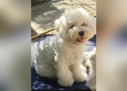 Bichon frise Welpen bildschön - suchen im Juli ein liebes Zuhause