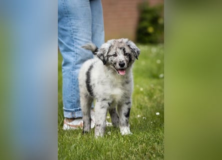 Süße Border Collie -Mudi mix Welpen
