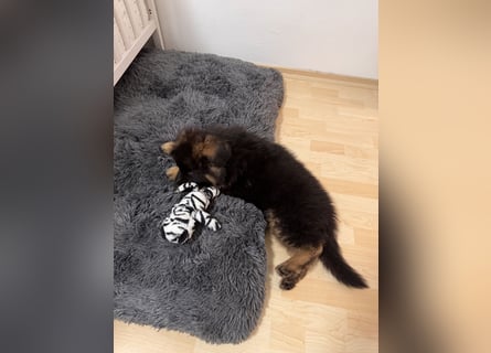 Deutscher Schäferhund