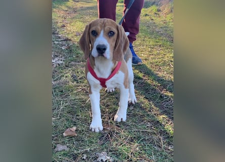Beagel Hundin