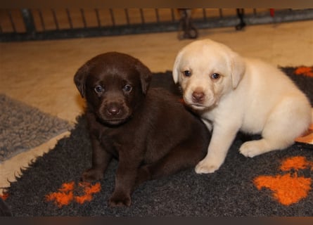 Unsere bildhübschen, vitalen Labradorwelpen sind gelandet!