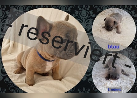 Französische Bulldoggen Welpen