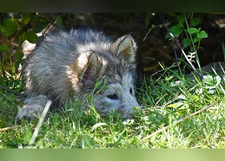 Zuchtstätte Silberglanz- C-Wurf / Alaskan Malamute Welpen - 3 Weibchen/2 Rüden