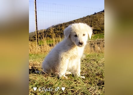 Ivy (angefragt) und Clyde suchen ein Zuhause