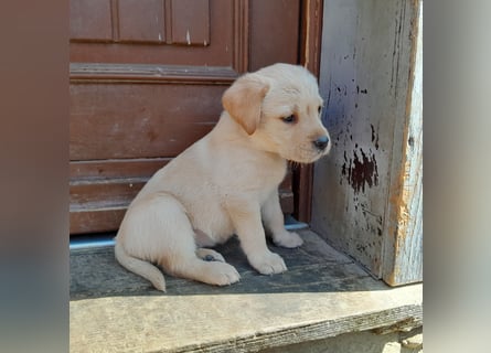 Reinrassige Labradorwelpen