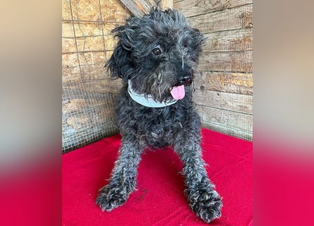 superlieber Kuschelhund MAILO - 2,5 Jahre, 45cm/14kg - Puli-Schnauzer-Mix