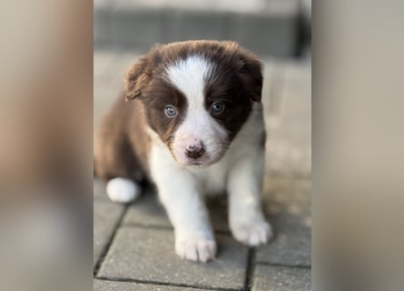 Wunderschöne Border Collie Welpen