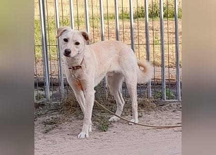 Angsthäschen Henry 3 J., kastr., sucht sensibles hundeerfahrenes ländliches Traumzuhause !