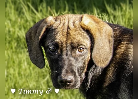 Timmy, Adam und Ajax suchen ein Zuhause