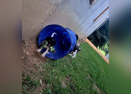 Kleine Münsterländer Welpen