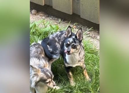 Chihuahua Welpen ab 22.08 abzugeben