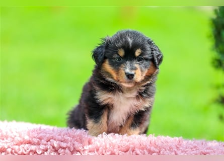 Mini American Shepherd (Showlinie)