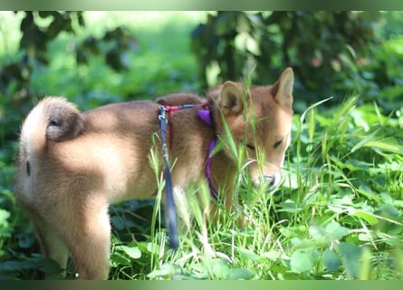 Schöne rote Shiba inu Welpen MEI, MIKA, MASARU mit FCI dokumenten