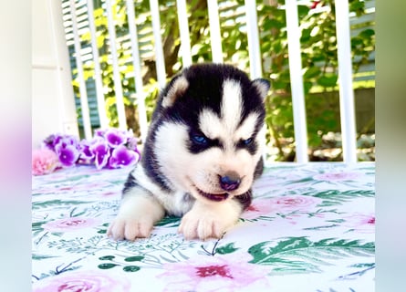 FCI Pedigree Blue Eyed Black & White Siberian Husky Champion Puppy