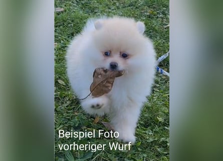 zuckersüße Pomeranianwelpe