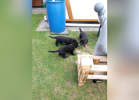Schäferhund-Mischlingswelpen