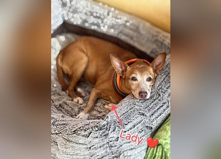 Lady, Podengo-Mix, lieb und verträglich