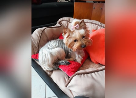 Yorkshire-Terrier Welpen,  reinrassig mit Ahnentafel sofort abgabebereit