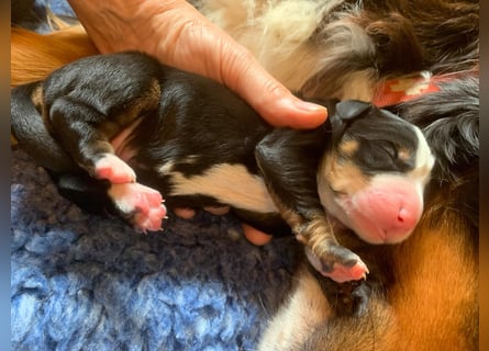 Wunderschöne Swissydog-Welpen mit Papieren - THERAPIEBEGLEITHUNDGEEIGNET
