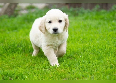 Goldenretriever Welpen