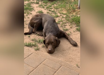 Labrador