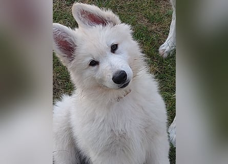 Weiße Schäferhundwelpen - Herzensbrecher für Familie, Sport und Show