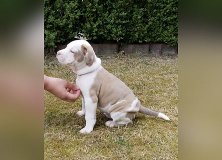 Einzigartige Bully Welpen